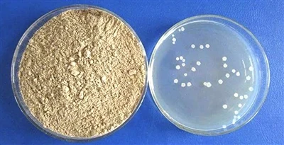 Er Bacillus subtilis skadelig for miljøet?